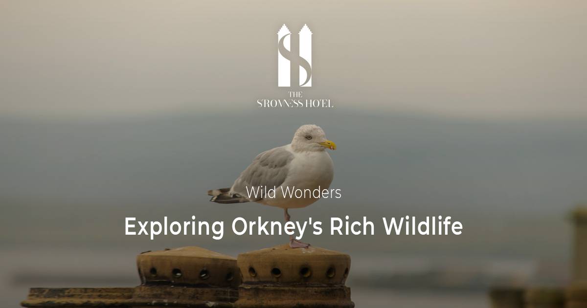 Wild Wonders: Exploring Orkney's Rich Wildlife